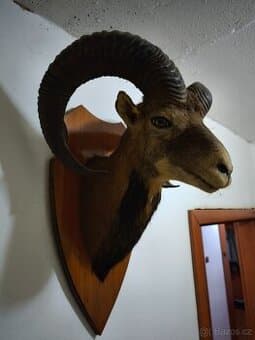 Lovecká trofej – muflon (preparovaná hlava) na podložce