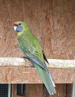 Rozela žlutobřichá