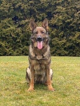 Prodám německý ovčák - fena 2 roky