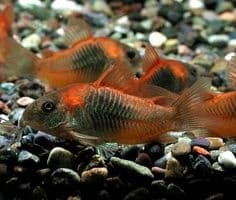 Corydoras sp. Venezuela Orange