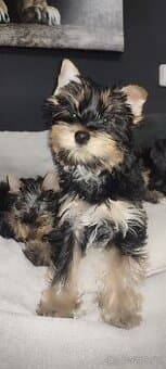 Jorkšírský teriér štěňata