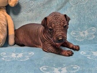 Mexický naháč miniaturní