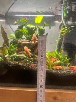 Ancitrus - super red