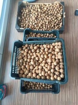 Prodám Vlašské ořechy neloupané usušené