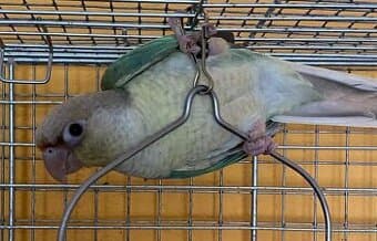 Pyrura ručně dokrmená štěpitelná na lutino