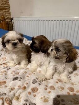 Shih-tzu