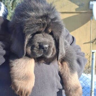 Tibetská doga PP FCI