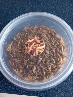 Živý moučný červ