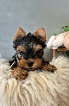 Jorkšírský terier, štěňátka s PP FCI