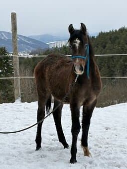 Shagya arab - ShagyaXXXIII-1