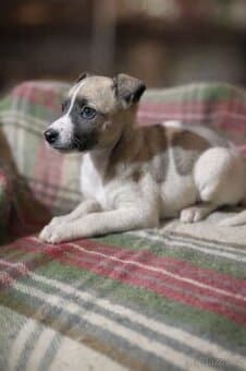 Whippet,  Vipet, bez pp
