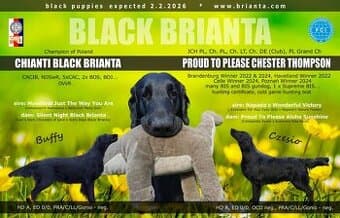 Flat Coated Retriever - pejsci i fenky s průkazem původu