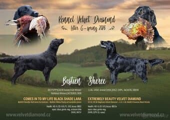 Flat Coated Retriever