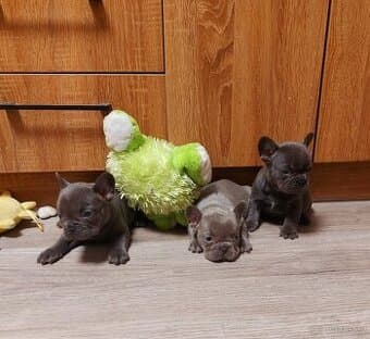 Francouzský buldoček