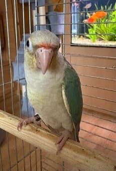 Pyrura ručně dokrmená