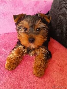 Jorkšírský teriér bez PP