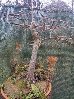 Bonsai, bonsaj Tupela Lesni