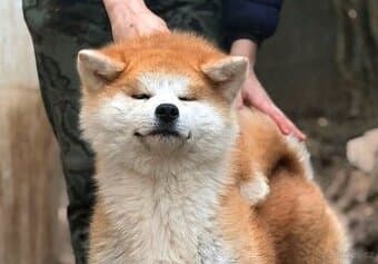 Akita Inu fenka s průkazem původu - odběr ihned