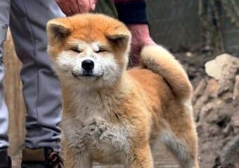 Akita Inu s PP - rodokmen FCI a AKIHO