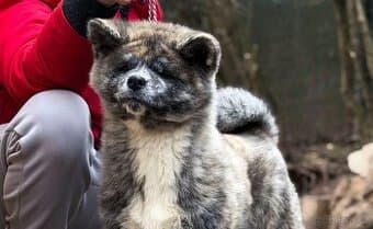 Akita Inu s průkazem původu (PP)