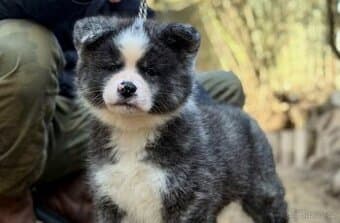 Akita Inu s průkazem původu - žíhané fenky