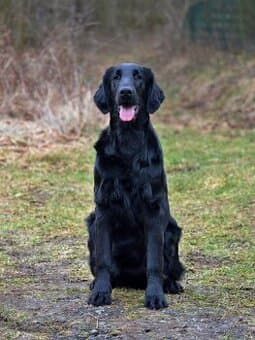 Flat Coated Retriever - černá štěňátka 6/2026