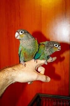 Pyrura perlata - Ručný dokrm