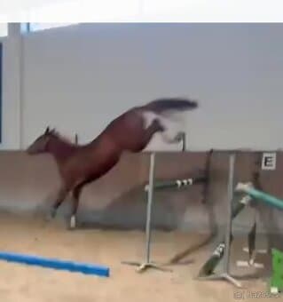 ZANGERSHEIDE VALACH - TOP Původ - Emerald van´t Ruytershof