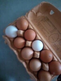 Prodám vajíčka