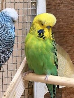 Andulka, výstavní andulky