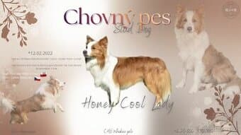 Krycí pes Border kolie