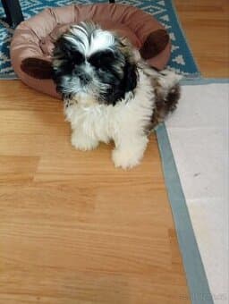 Shih-tzu samec, 2 měsíce starý