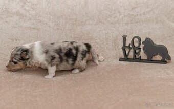 štěňátka Sheltie bez PP