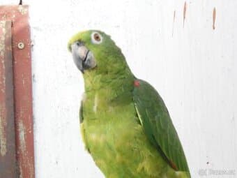 PRODÁM SAMCE AMAZOŇAN SURINAMSKÝ