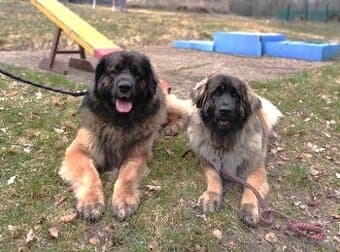 Leonberger - štěňata s PP