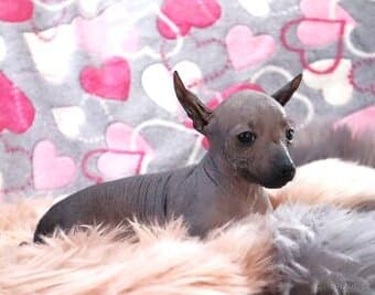 Mexický naháč miniatura FCI s PP nahý po šampionech