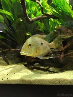 Geophagus altifrons a Geophagus Tapajós red h