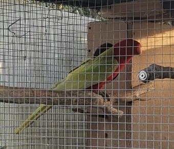 Prodám tříletého kluka papouška Královského.