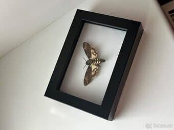 Preparovaný hmyz Lišaj Smrtihlav