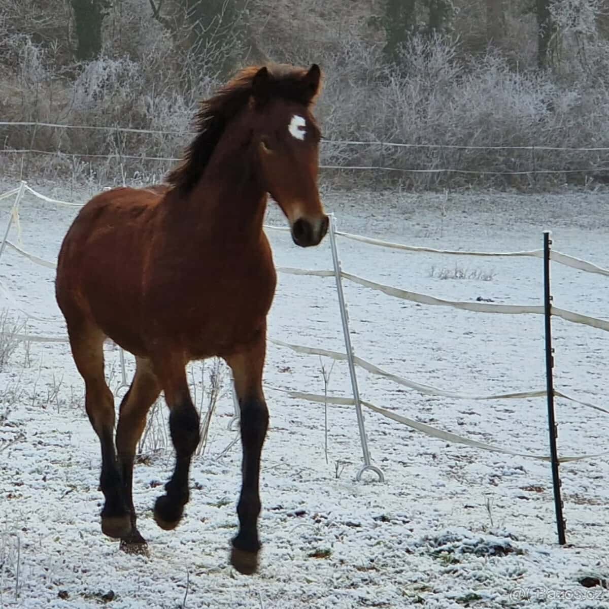 Hřebec original Knabstrupper 4