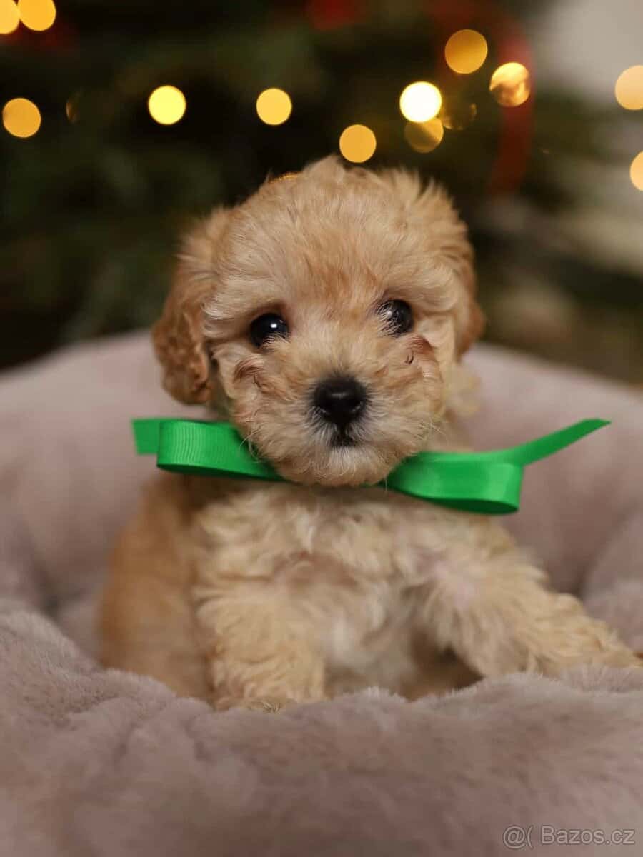 Maltipoo 1