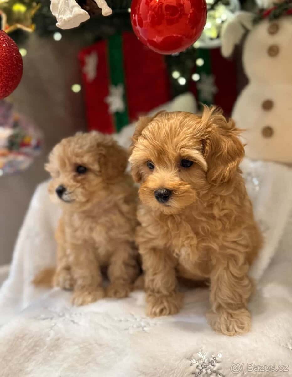 Maltipoo 3