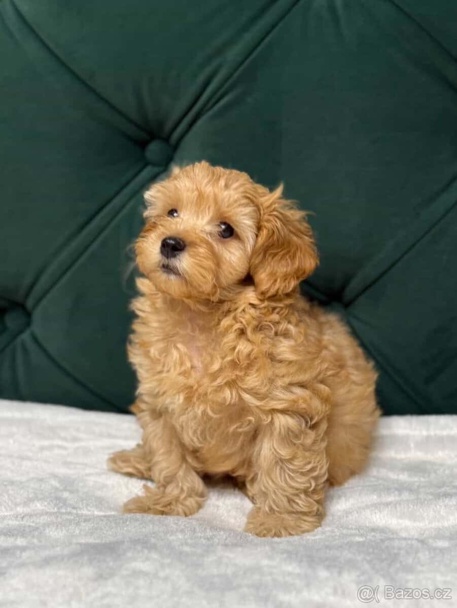 Maltipoo 5