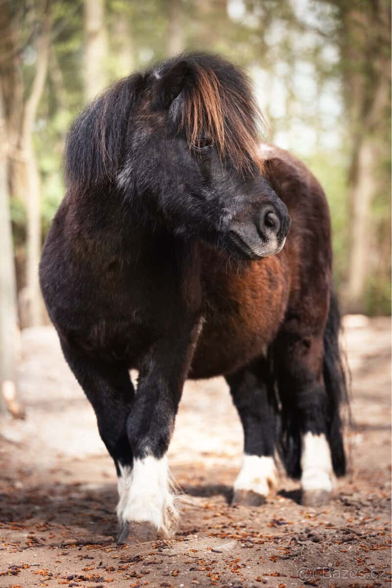 Shetlandský pony 3