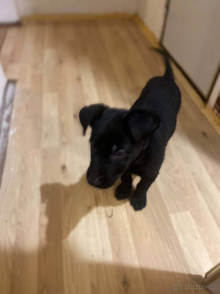 Štěně 1