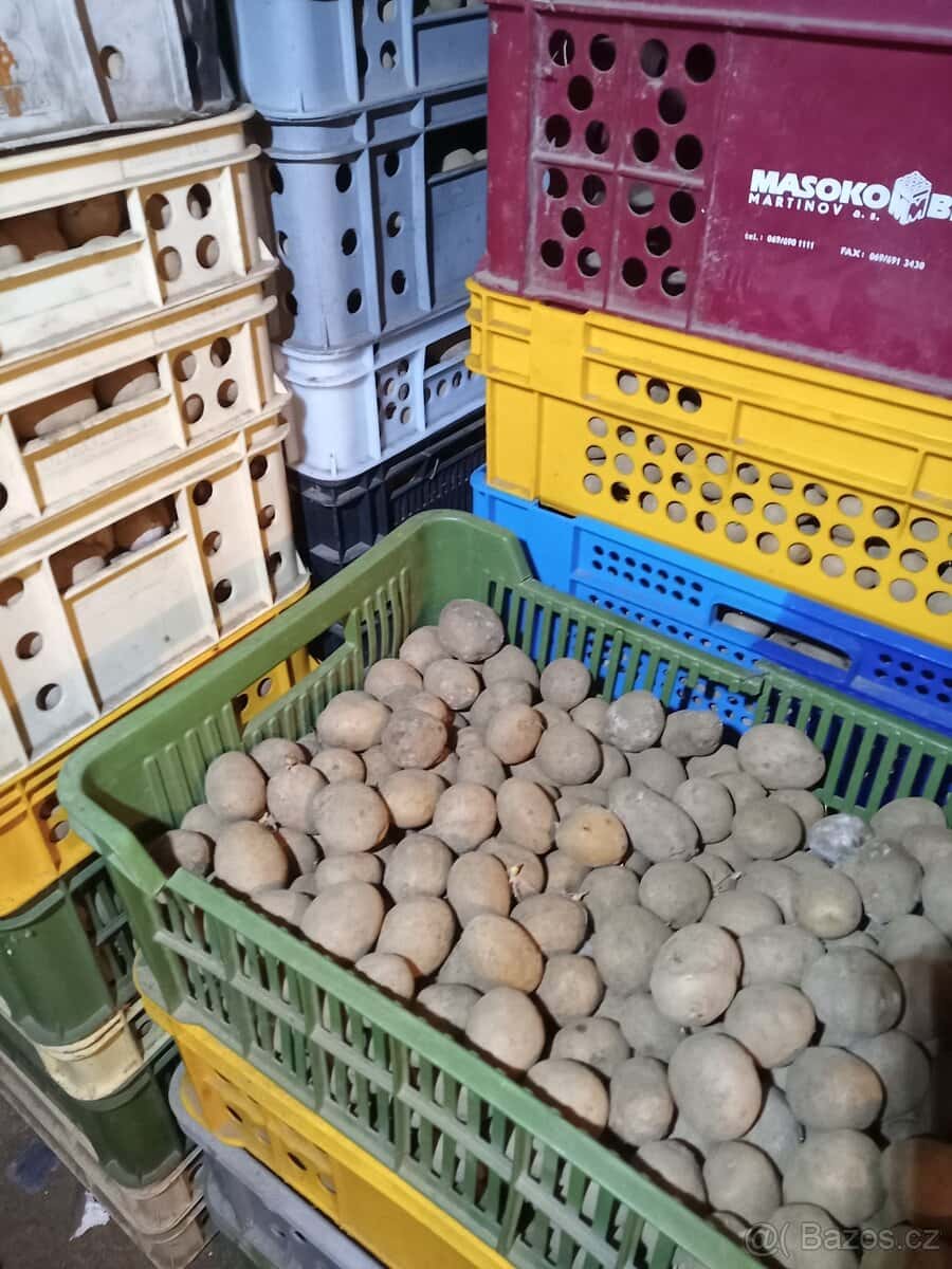 Sadbové brambory 1