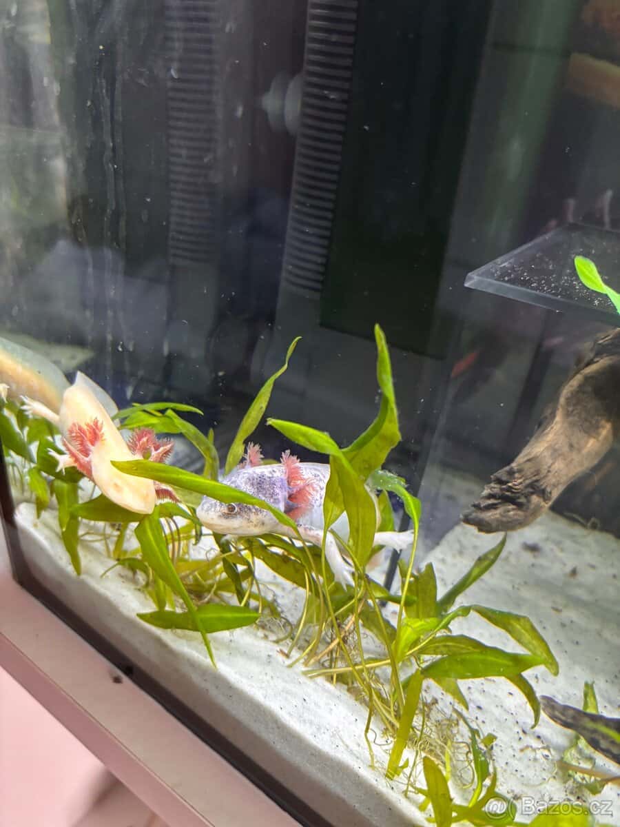 Axolotl 17