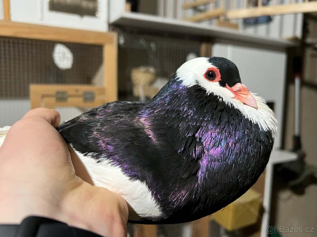 Český stavák černý Sedlatý - Samec 2