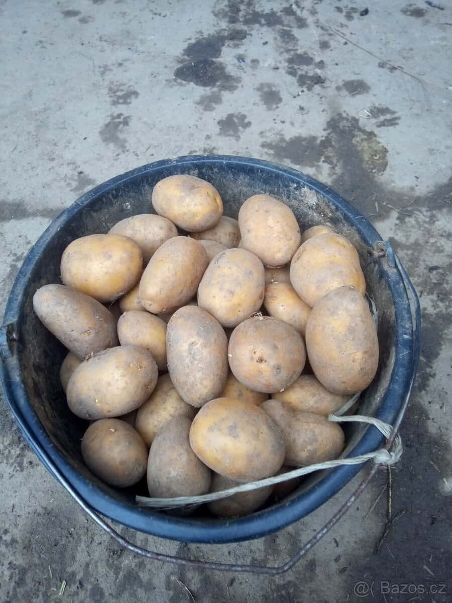 Prodám brambory 1