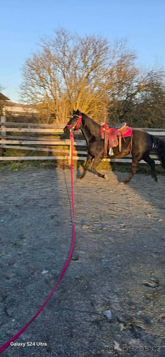 6 ročná kobylka 5